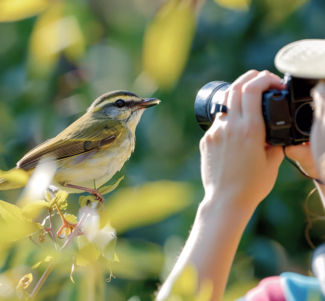 Birdwatcher photographing a warbler on a branch